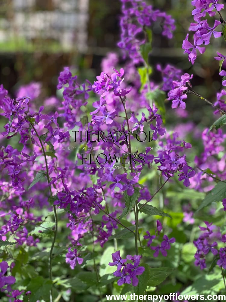 Lunaria annua Violet | White Honesty | Money Plant therapyofflowers.com