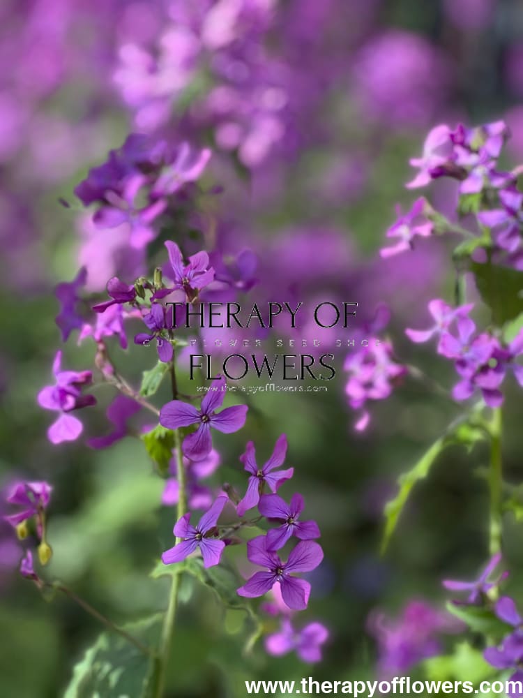 Lunaria annua Violet | White Honesty | Money Plant therapyofflowers.com