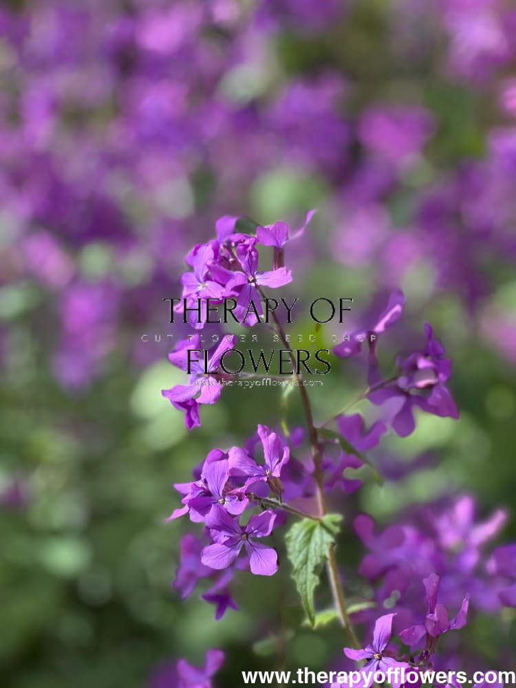 Lunaria annua Violet | White Honesty | Money Plant therapyofflowers.com