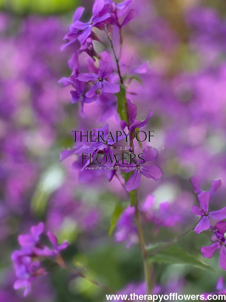 Lunaria annua Violet | White Honesty | Money Plant therapyofflowers.com