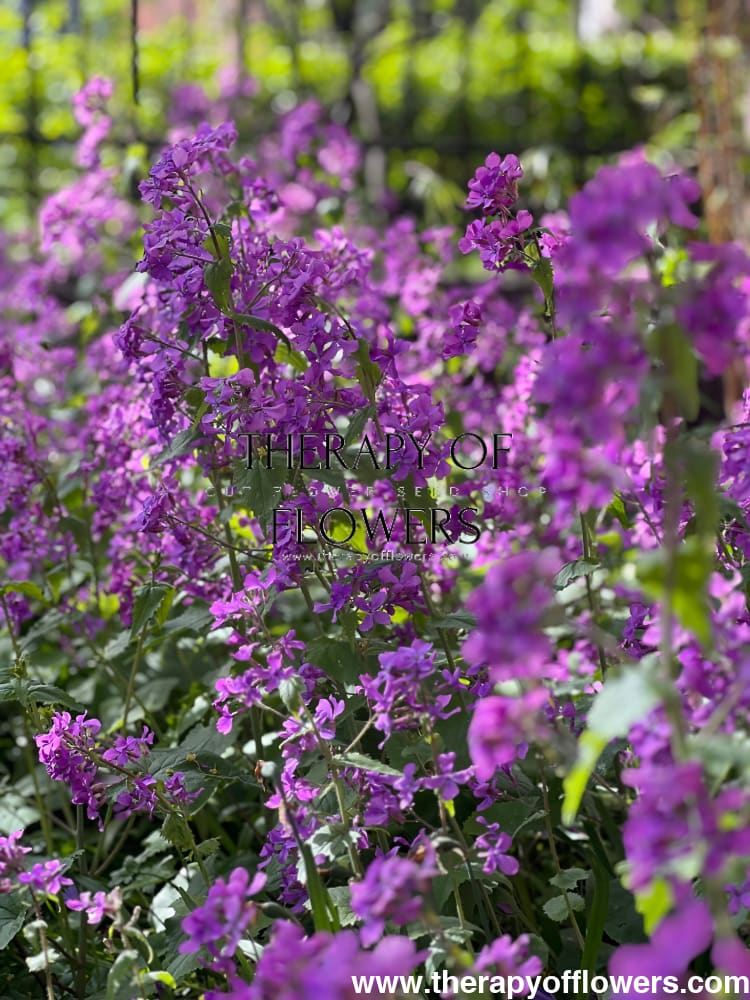 Lunaria annua Violet | White Honesty | Money Plant therapyofflowers.com