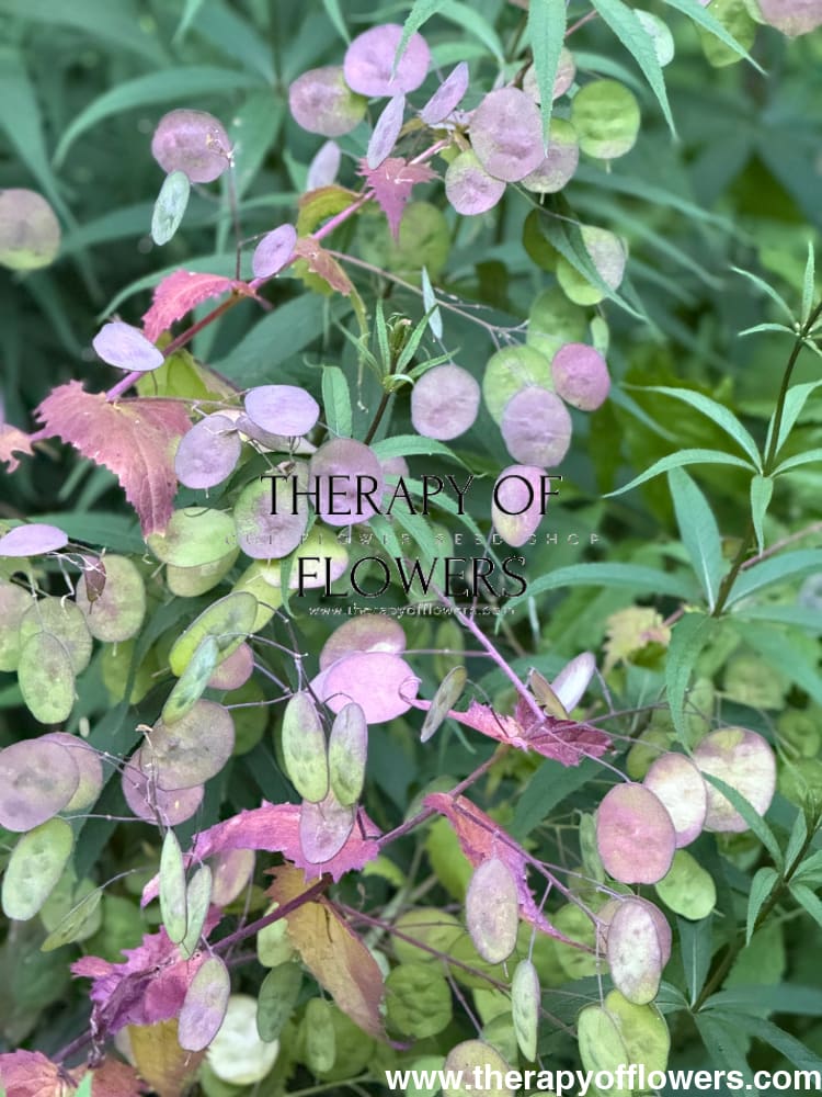 Lunaria annua Violet | Honesty | Money Plant therapyofflowers.com