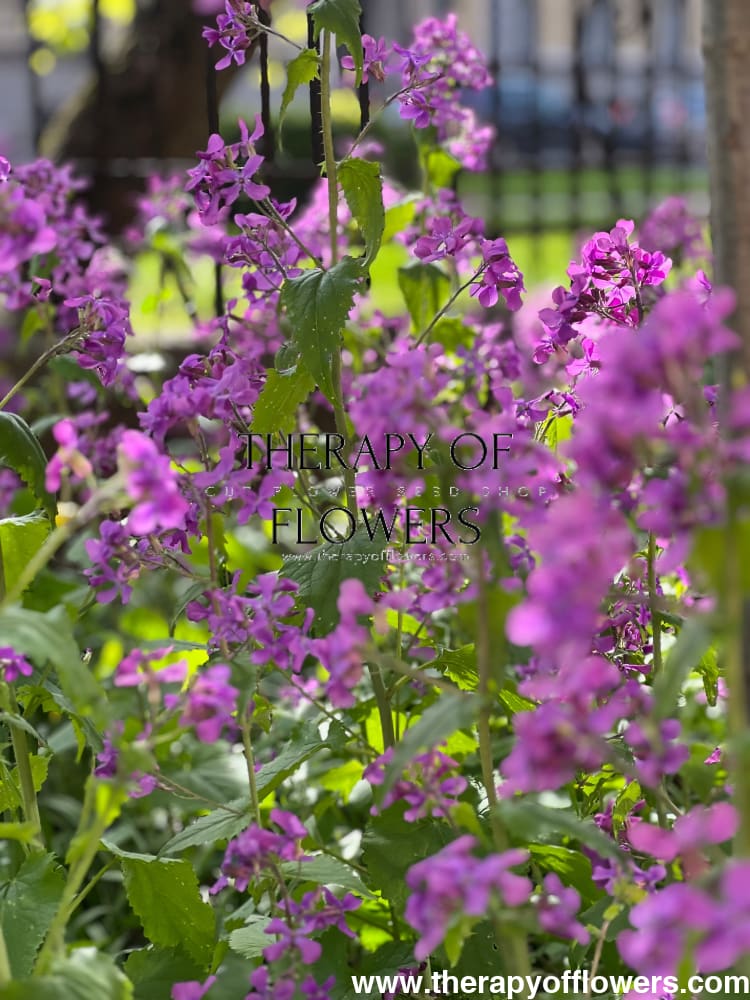 lunaria money plant Lunaria annua Violet