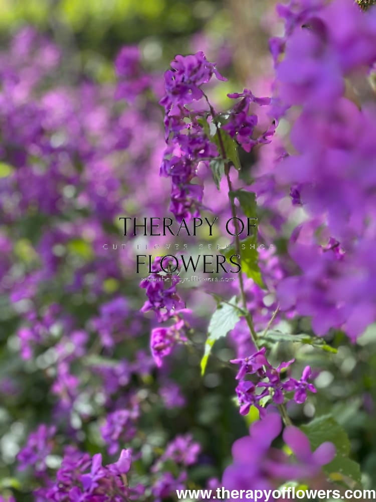 Lunaria annua Violet | White Honesty | Money Plant therapyofflowers.com
