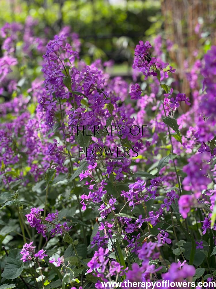 Lunaria annua Violet | White Honesty | Money Plant therapyofflowers.com