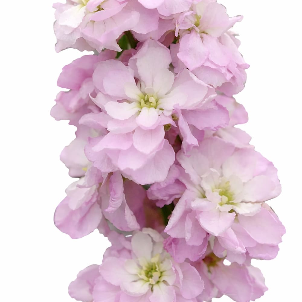 Matthiola Column Pink Sweetheart | Stock therapyofflowers.com