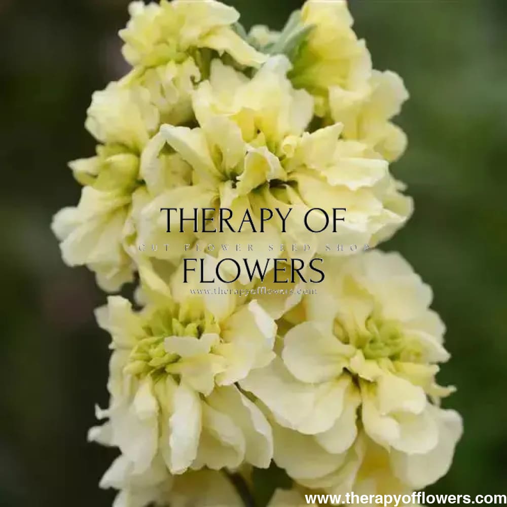 Matthiola Column Miracle Yellow.