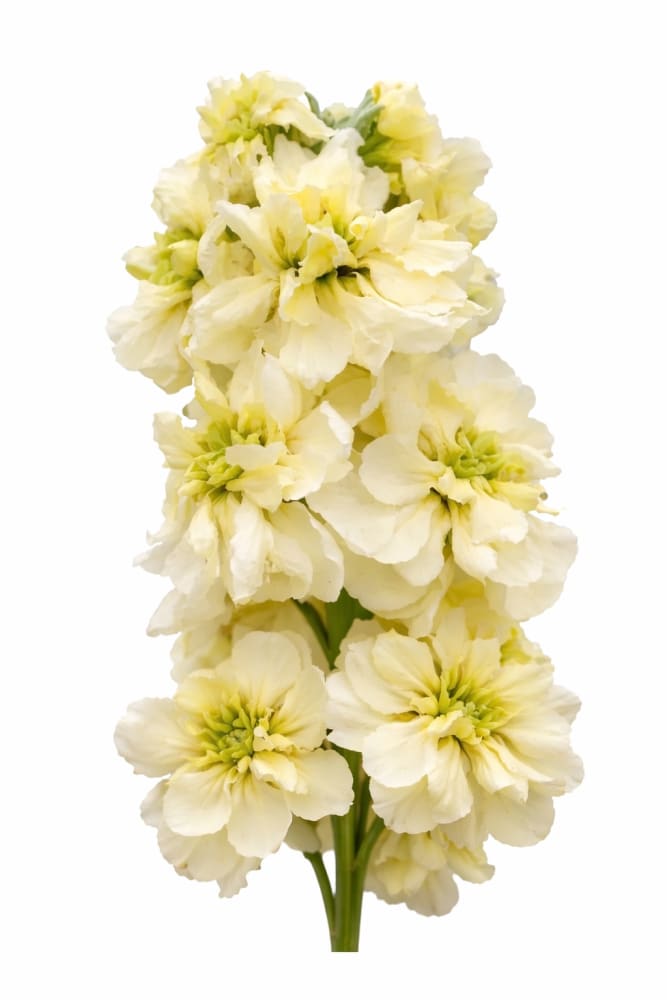 Matthiola incana Column Miracle Yellow | Field Grown Stock | Cut Flower Variety - 50 seeds / Buttercream Yellow - Seeds