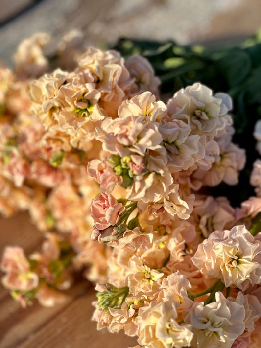 Matthiola incana Iron Apricot therapyofflowers.com