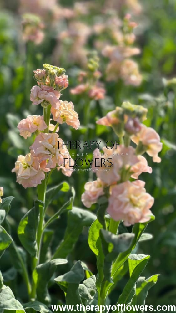 Matthiola incana Iron Apricot | Stock therapyofflowers.com
