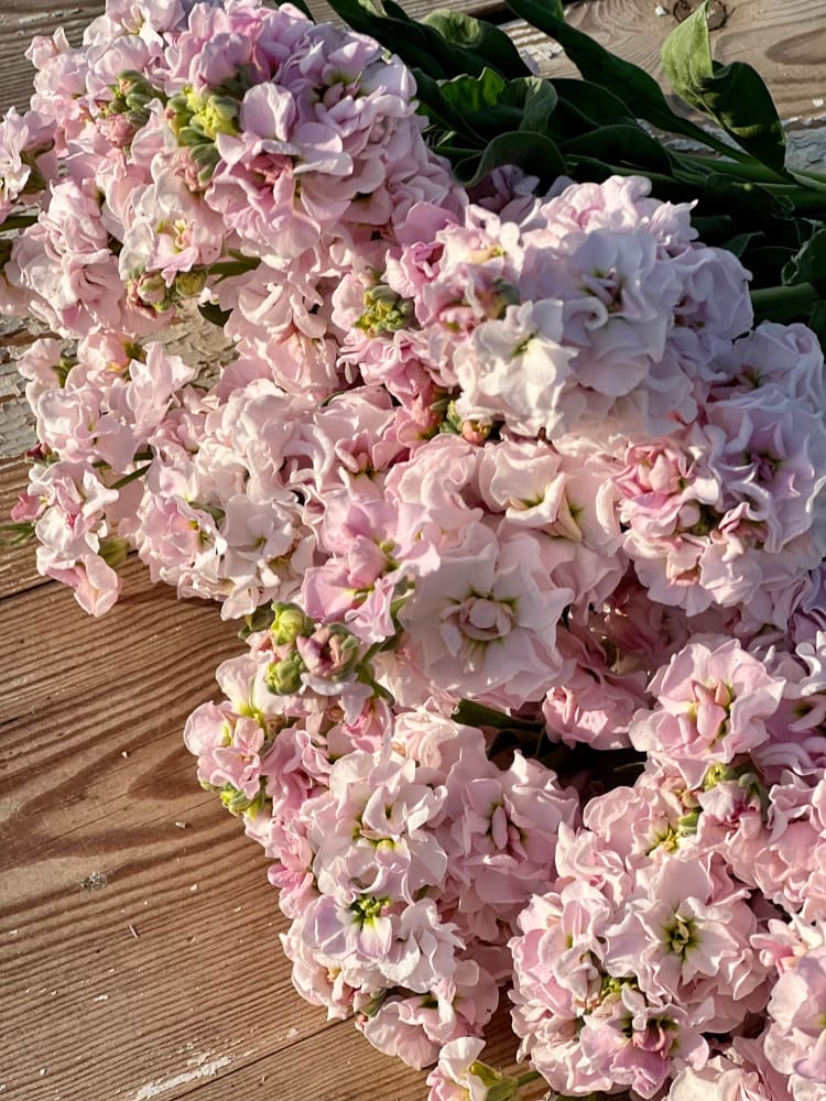 Matthiola incana Iron Cherry Blossom therapyofflowers.com