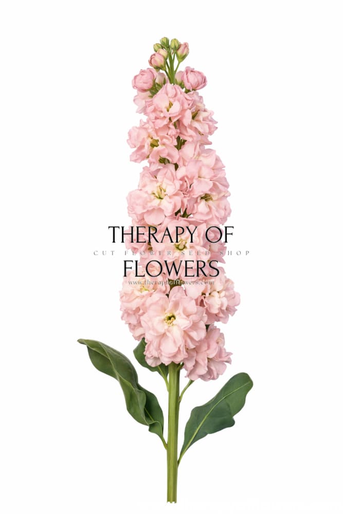 Matthiola incana Iron Cherry Blossom – A Premium Stock for Cutting