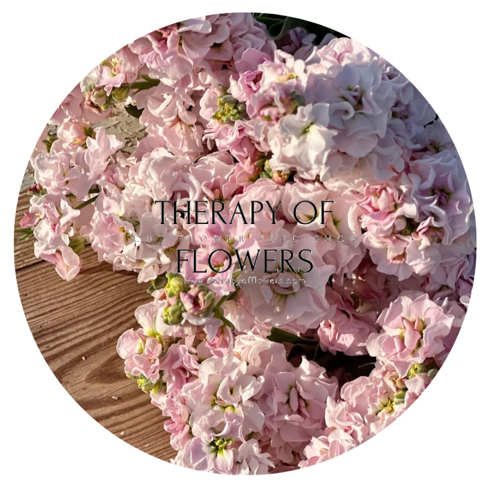 Matthiola incana Iron Cherry Blossom therapyofflowers.com