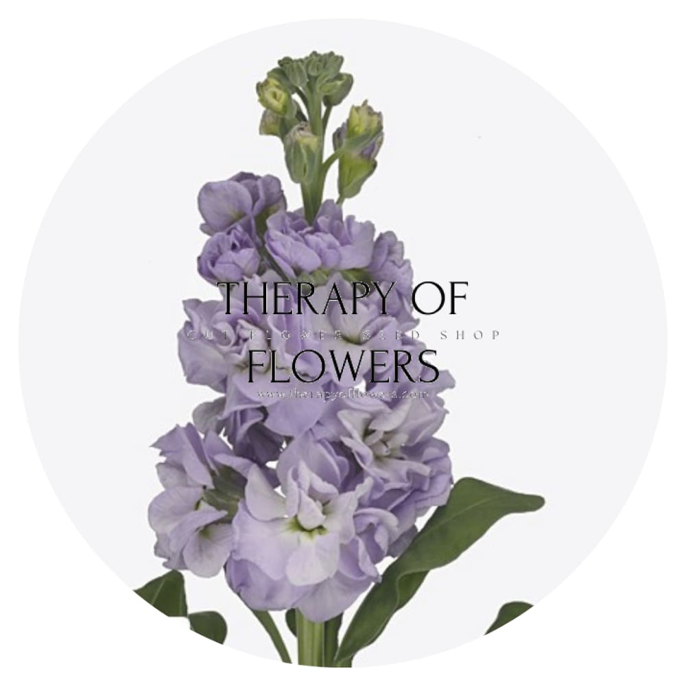 Matthiola incana Iron Marine therapyofflowers.com