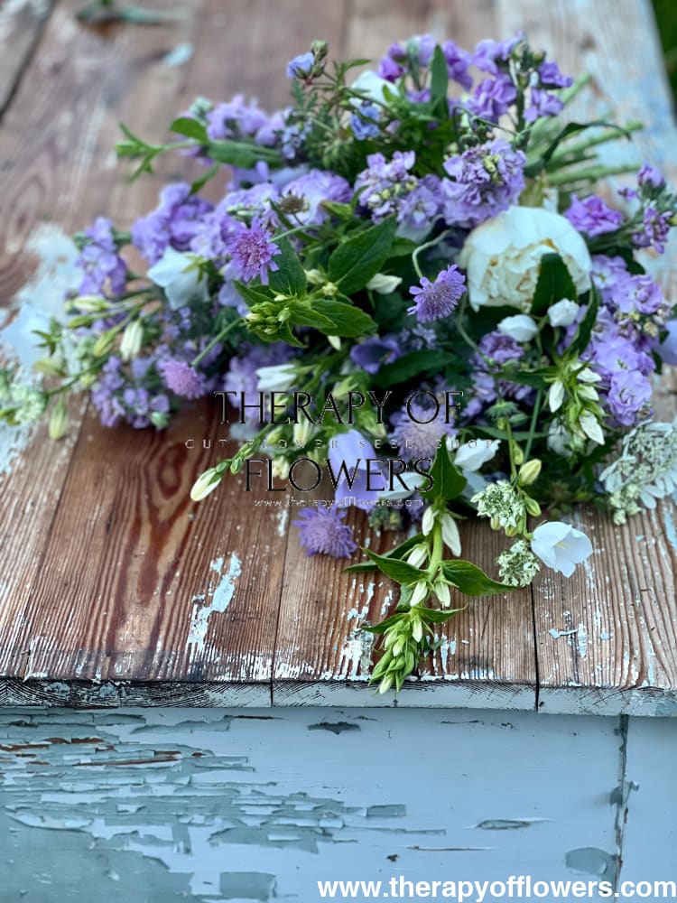 Matthiola incana Iron Marine therapyofflowers.com