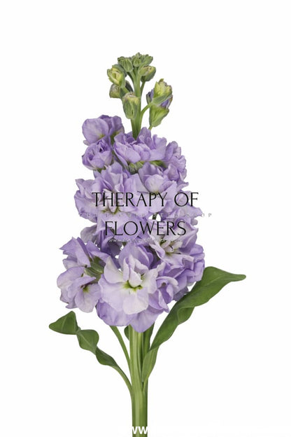 Matthiola incana Iron Marine | Stock - 30 seeds / 60 cm - Seeds