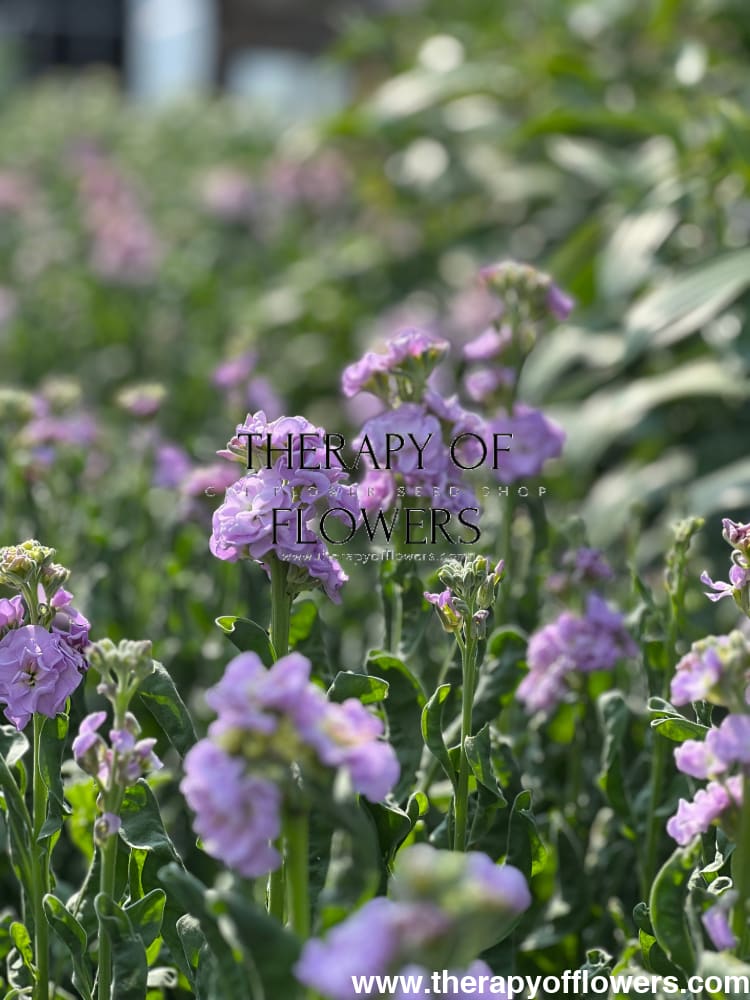 Matthiola incana Iron Marine therapyofflowers.com