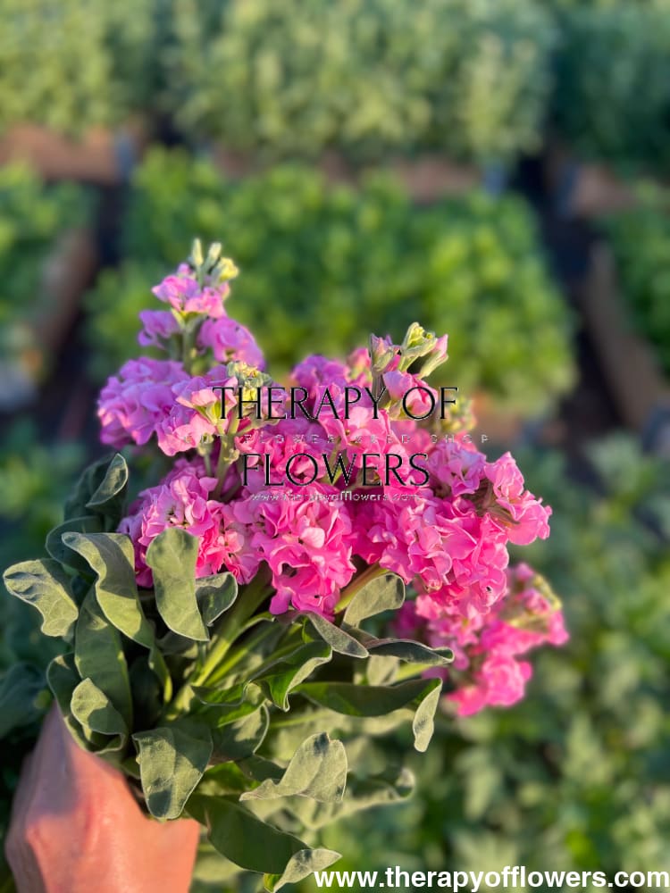 Matthiola incana Iron Pink therapyofflowers.com