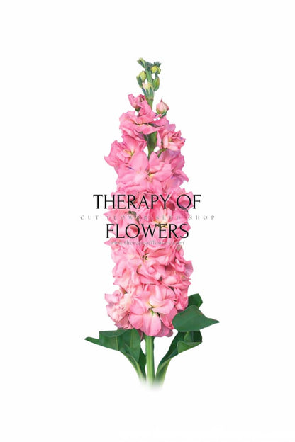Matthiola incana Iron Pink | Stock therapyofflowers.com