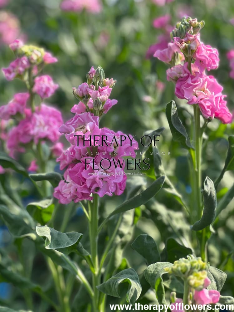 Matthiola incana Iron Pink therapyofflowers.com