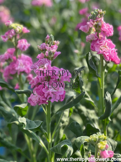 Matthiola incana Iron Pink therapyofflowers.com