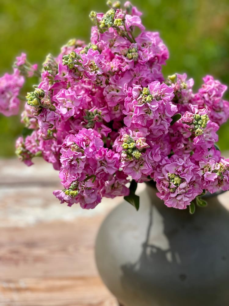 Matthiola incana Iron Pink - therapyofflowers.com