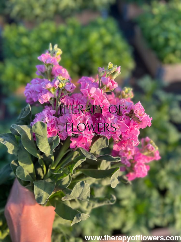 Matthiola incana Iron Pink therapyofflowers.com