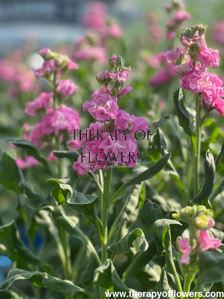 Matthiola incana Iron Pink therapyofflowers.com