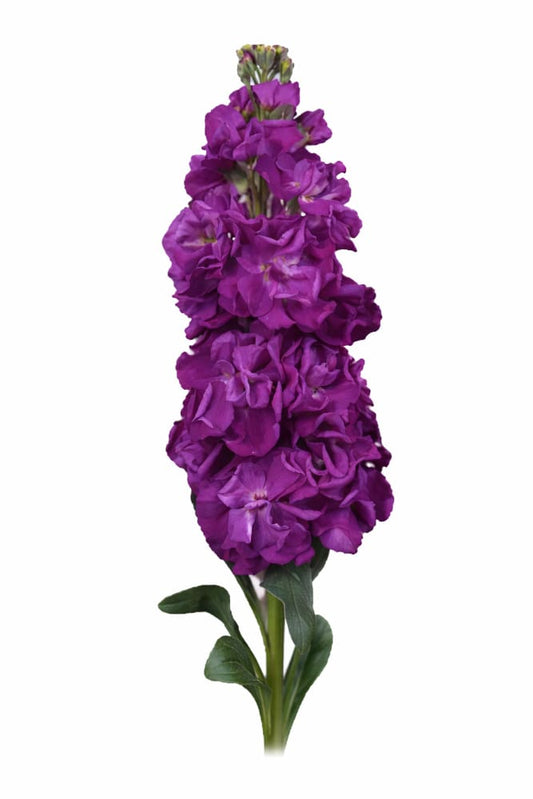 Matthiola incana Iron Purple | Stock therapyofflowers.com