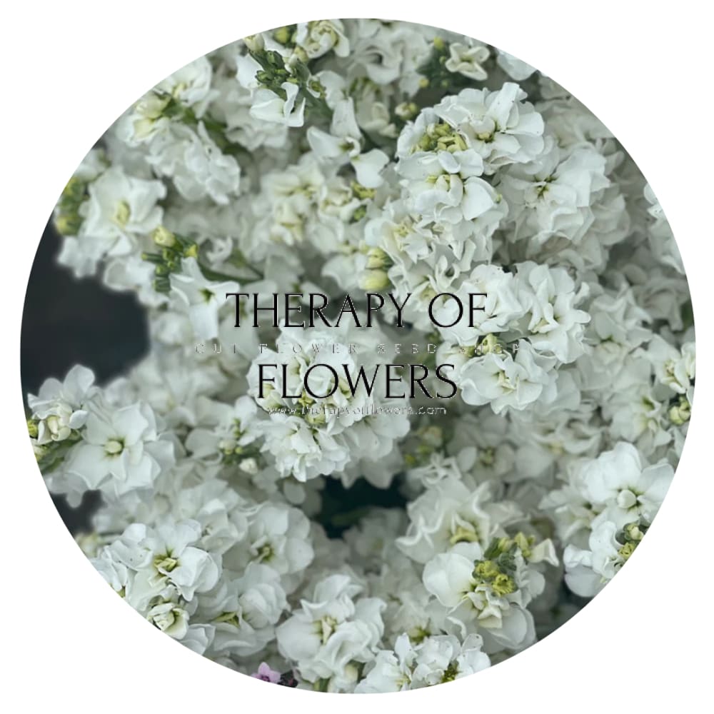 Matthiola incana Iron White - 30 seeds / 60 cm - Seeds