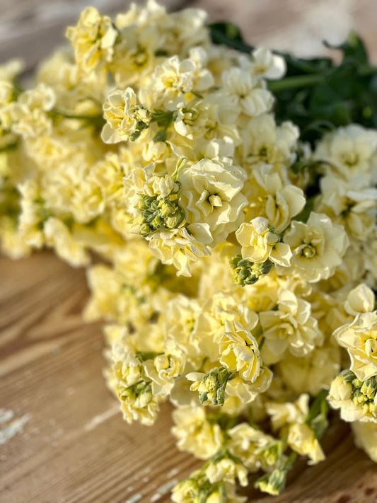 Matthiola incana Iron Yellow therapyofflowers.com