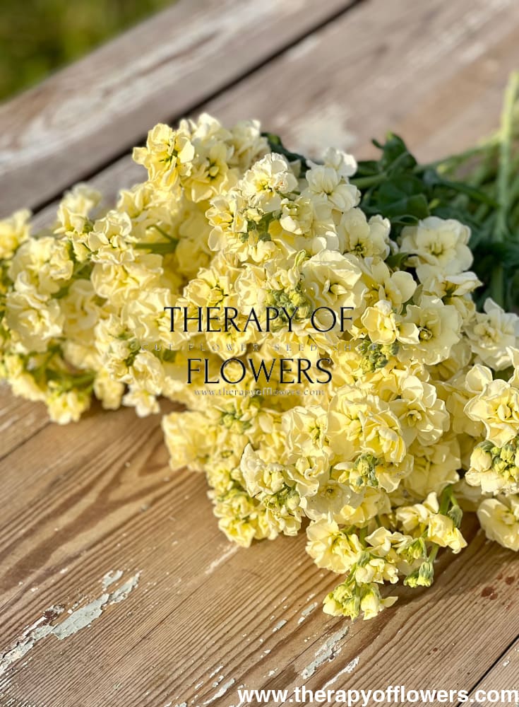 Matthiola incana Iron Yellow therapyofflowers.com