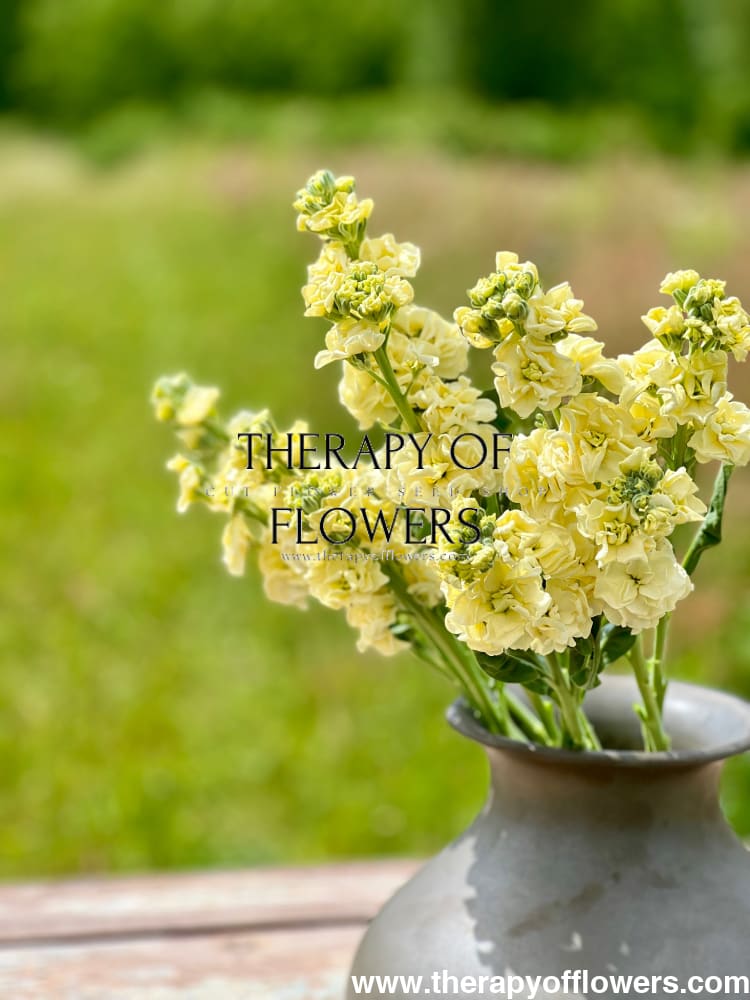 Matthiola incana Iron Yellow therapyofflowers.com