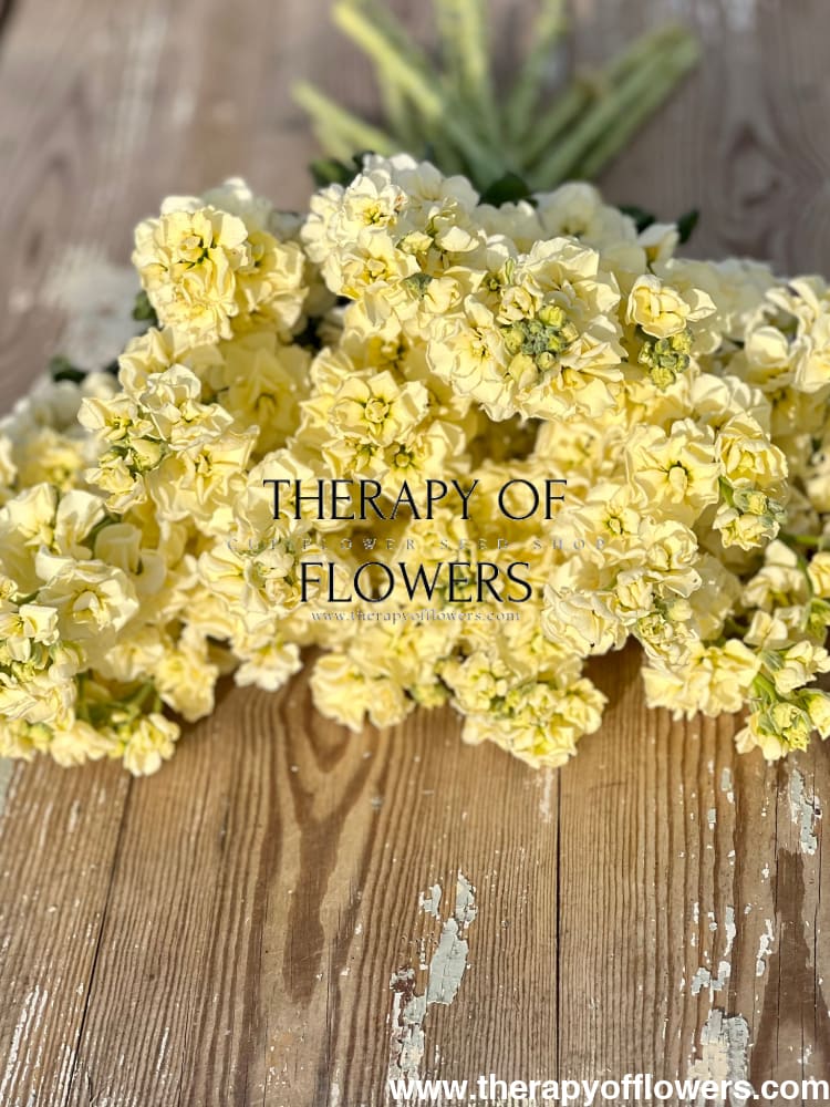 Matthiola incana Iron Yellow therapyofflowers.com