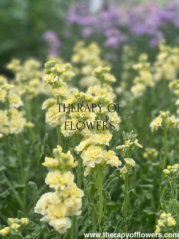 Matthiola incana Iron Yellow therapyofflowers.com