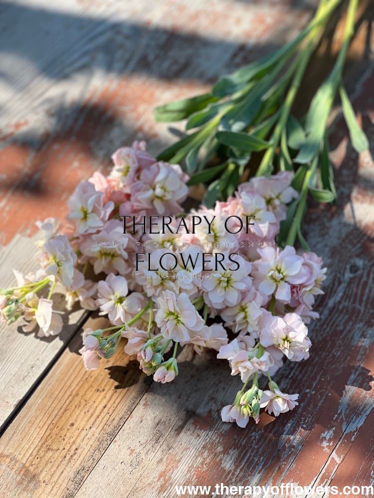 Matthiola incana Katz Apricot therapyofflowers.com