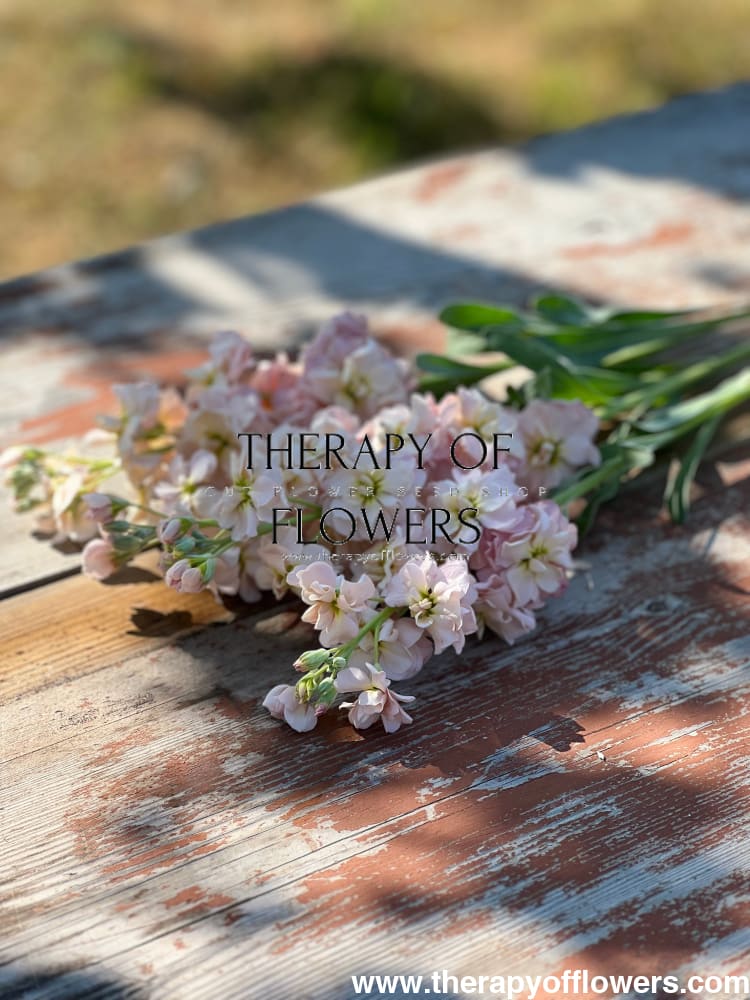 Matthiola incana Katz Apricot therapyofflowers.com