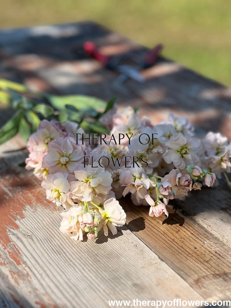 Matthiola incana Katz Apricot therapyofflowers.com