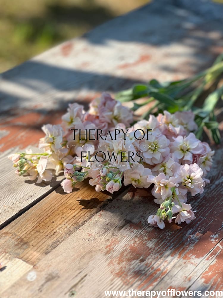 Matthiola incana Katz Apricot therapyofflowers.com