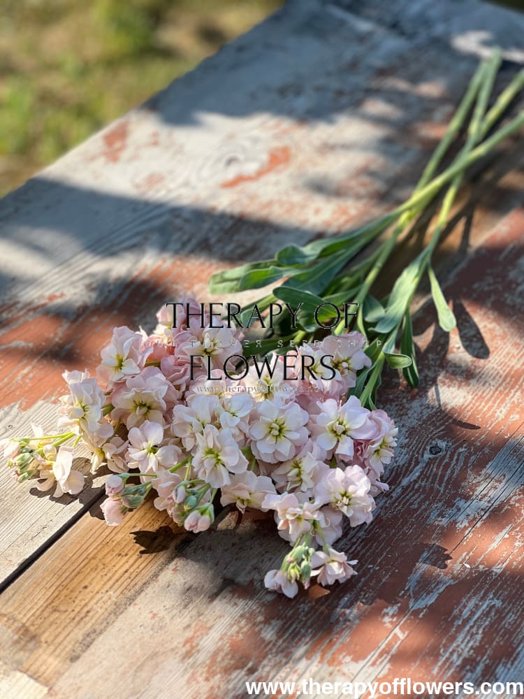 Matthiola incana Katz Apricot therapyofflowers.com