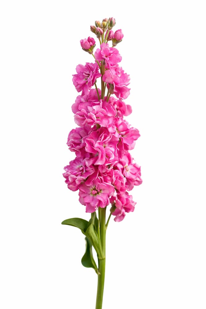 Matthiola incana Katz Bright Rose | Stock therapyofflowers.com