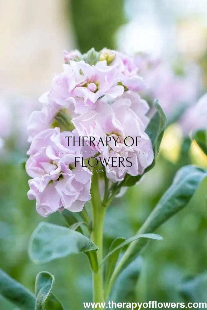 Matthiola incana Katz Cherry Blossom.