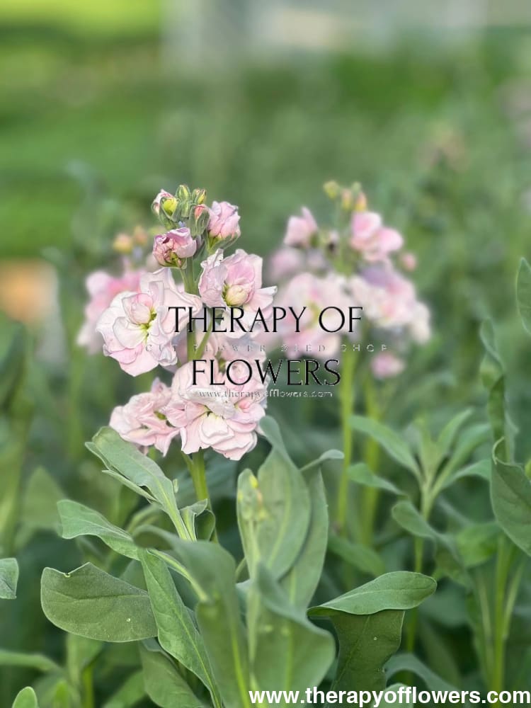 Matthiola incana Katz Cherry Blossom.