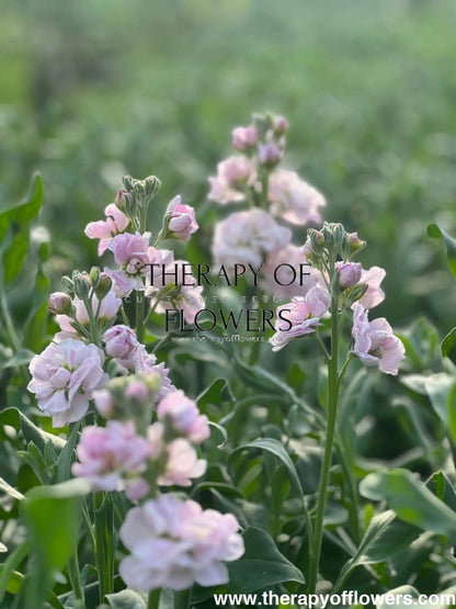 Matthiola incana Katz Cherry Blossom.
