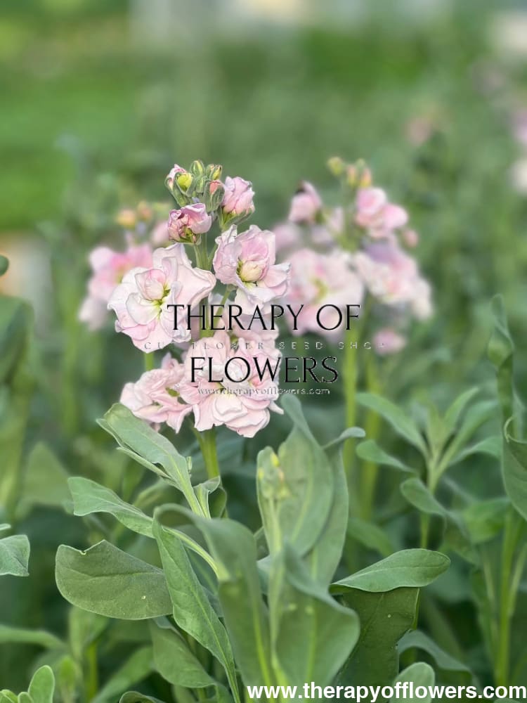 Matthiola incana Katz Cherry Blossom | Fragrant Stock Seeds for