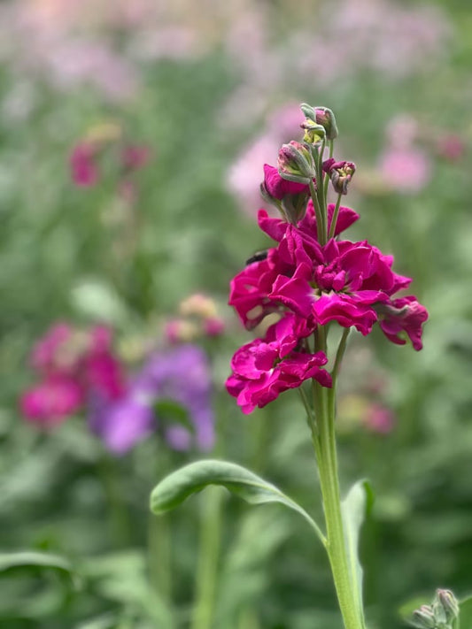 Matthiola incana Katz Crimson therapyofflowers.com