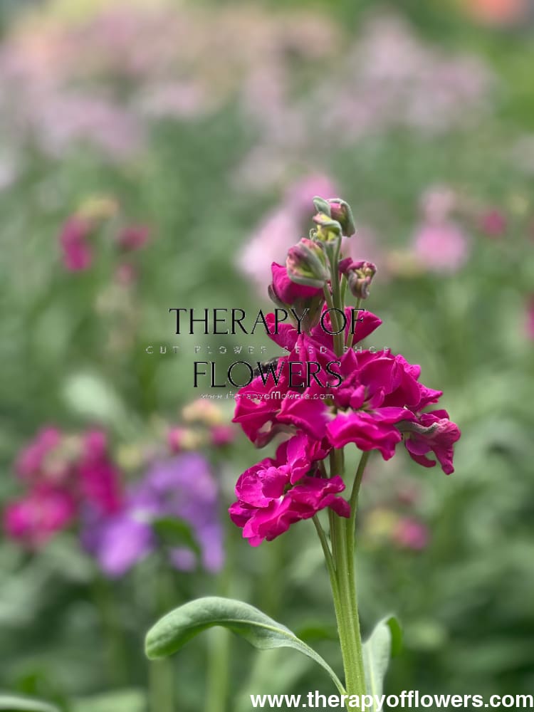 Matthiola incana Katz Crimson therapyofflowers.com