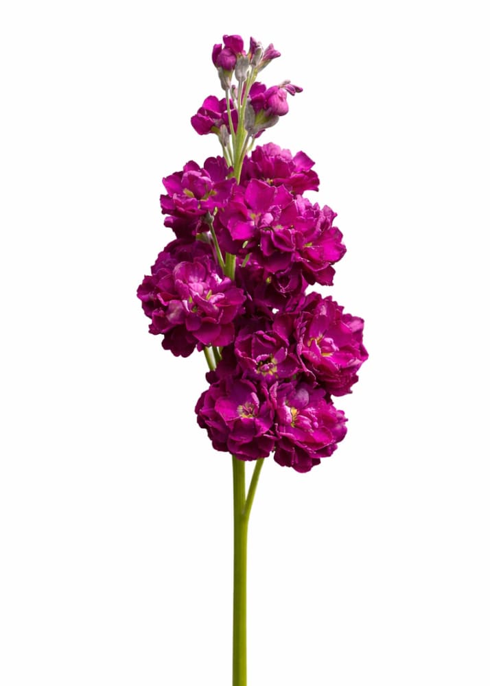 Matthiola incana Katz Crimson | Stock therapyofflowers.com