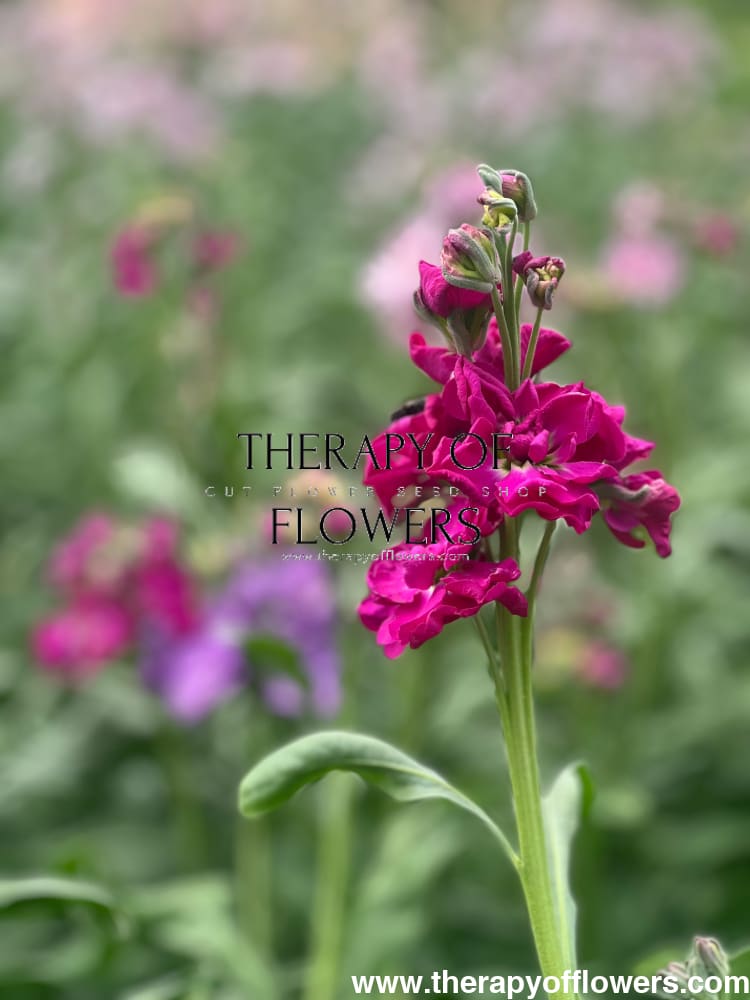 Matthiola incana Katz Crimson therapyofflowers.com