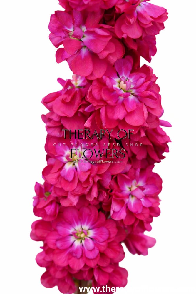 Matthiola incana Katz Crimson | Stock - 30 seeds / 80 cm - Seeds